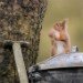 Red Squirrel and bin